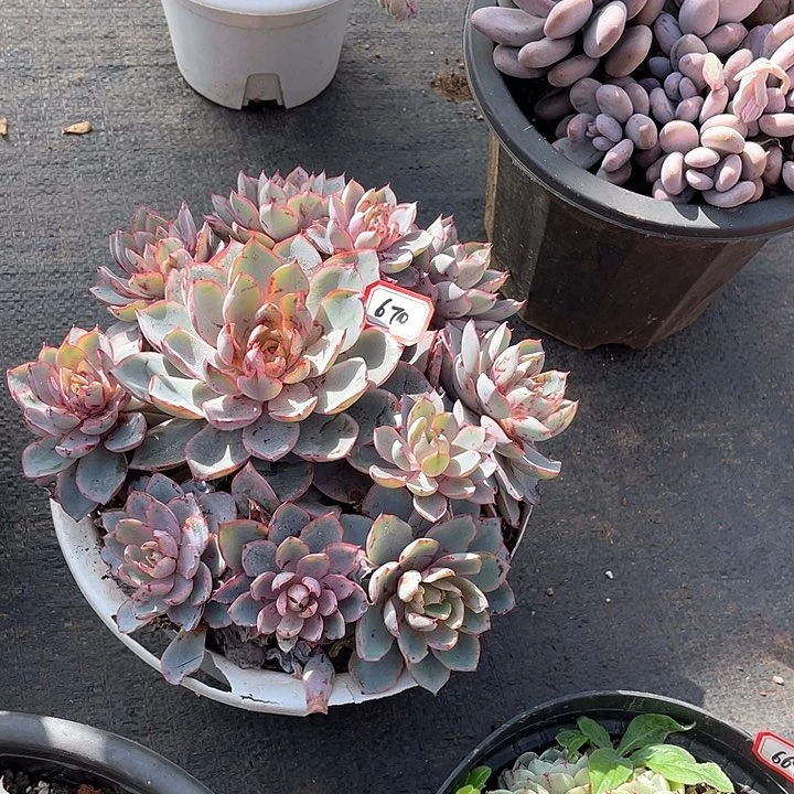 670赫拉 一物一拍多肉