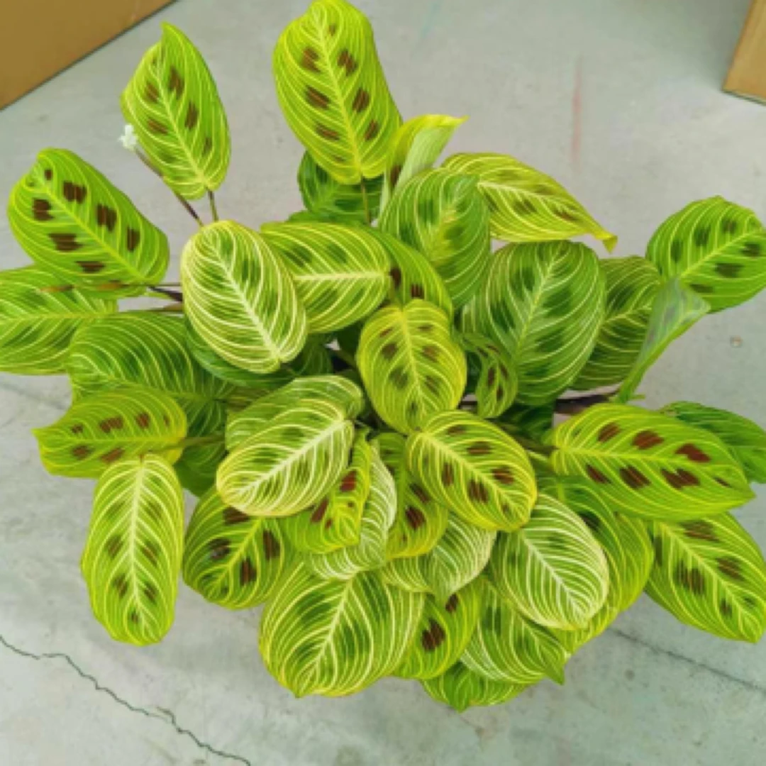 金边丝叶蝉竹芋金脉MarantaFantasy白脉叶蝉竹芋荷兰进口室内喜阴