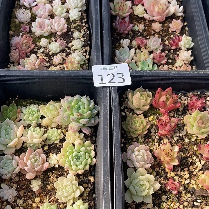 123 多肉植物盆栽花卉