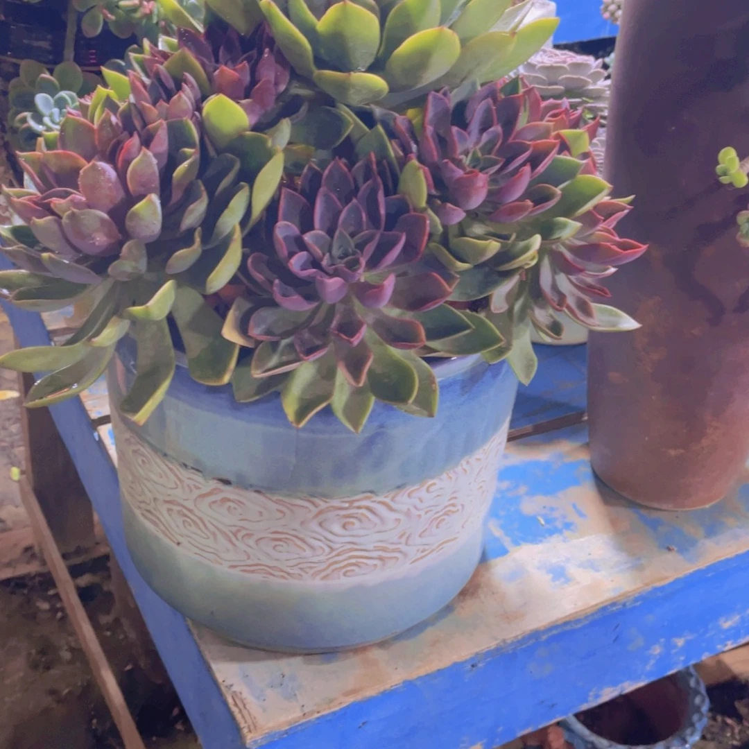 宋***…多肉植物保护研究所所长