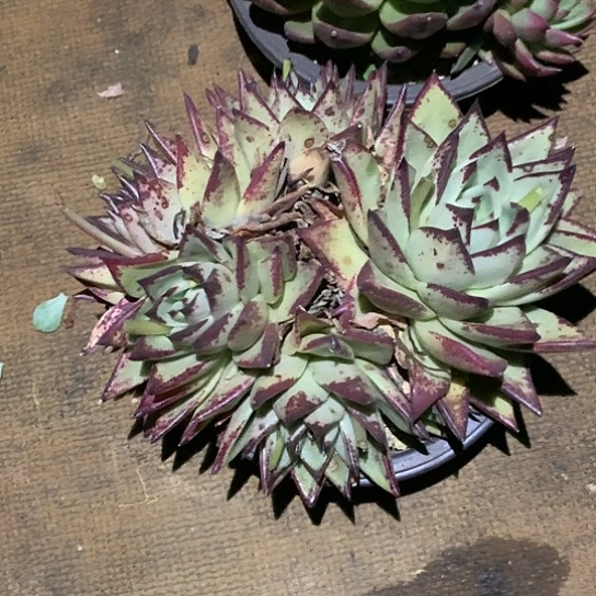 高*每日特价活动开始啦