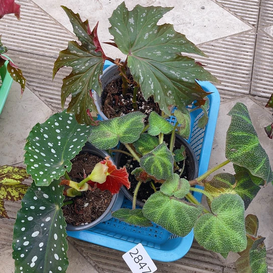 完全开放一物一拍不包售后2847