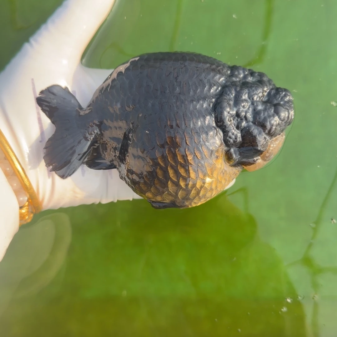 金鱼0001黑寿兰寿