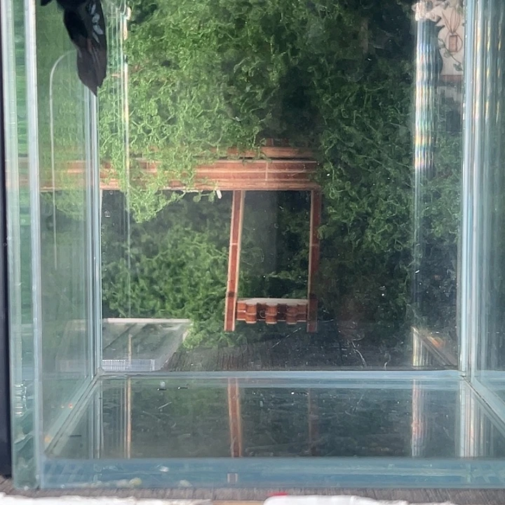 斗鱼活体不退不换谢谢