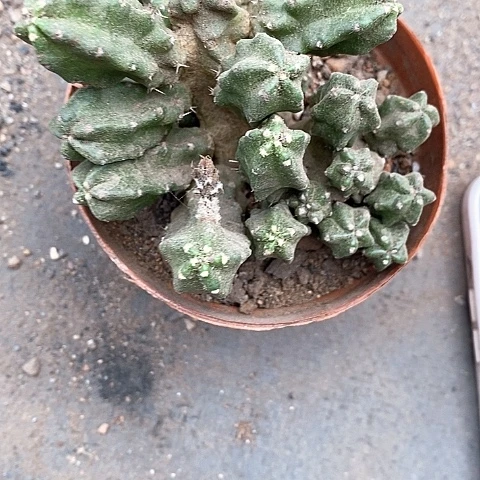 桃太郎仙人球36789