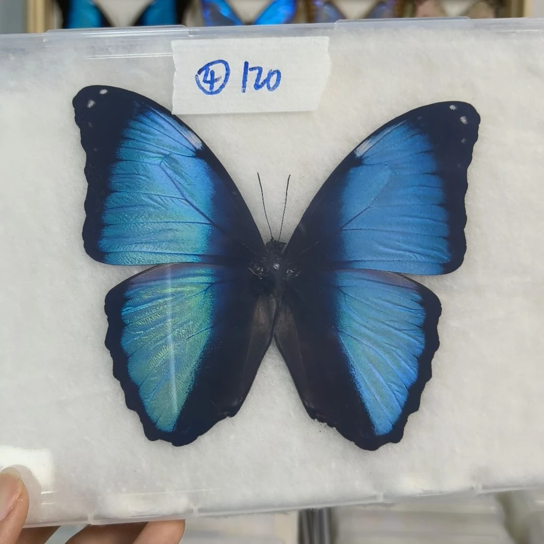 真蝴蝶标本一物一拍