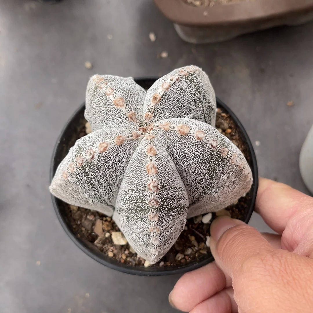 恩冢鸾凤玉一物一拍