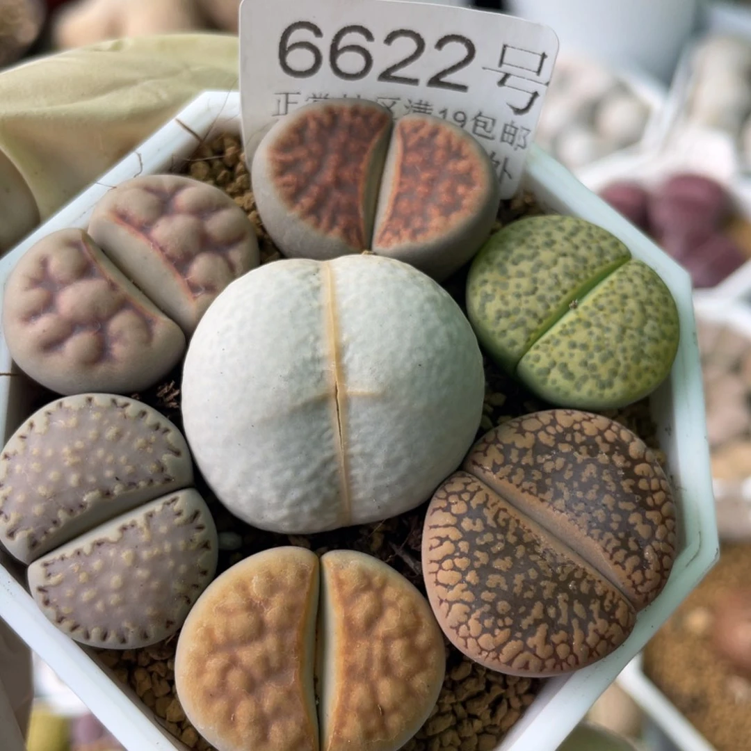 6622，2.2-2.6厘米如图