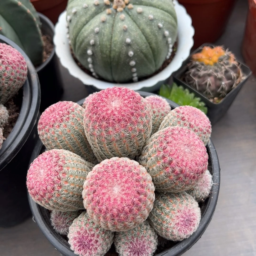 实生根红太阳随机一颗。