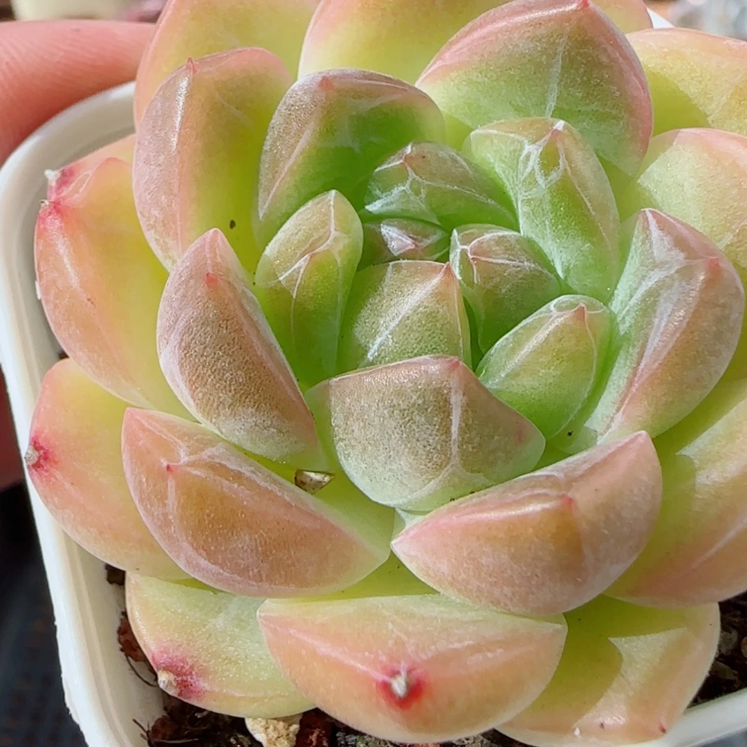 花语逸镜0928-186香槟糖心