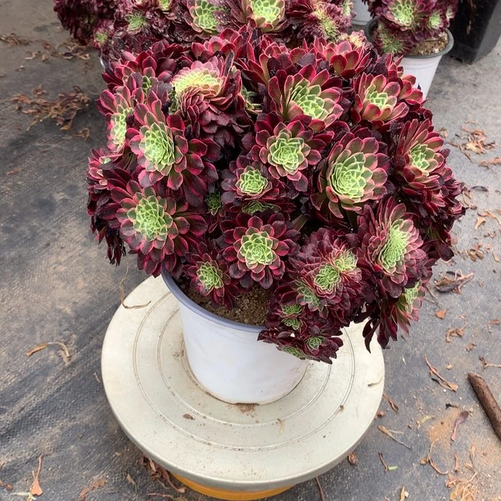 朝霞朵朵脱土发货啊