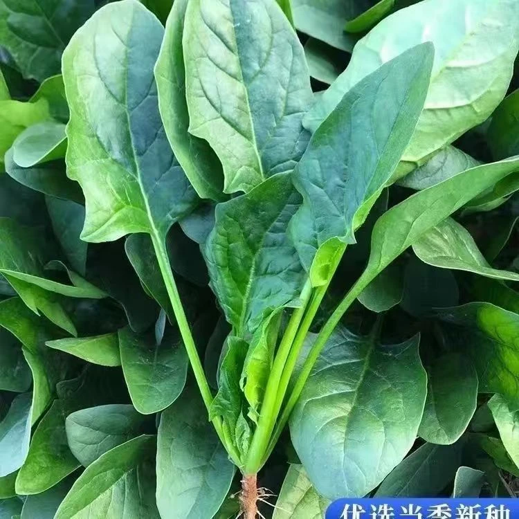 【3包菠菜种子】耐热耐寒的大叶菠菜种子适合春秋冬季阳台盆栽种植
