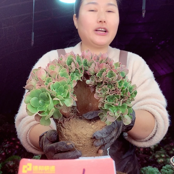 柒柒精品多肉脱土发货不包断侧枝035