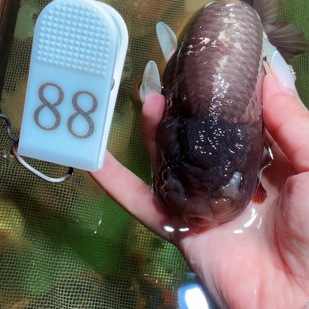 金鱼拍包装包邮，不拍包装运费到付