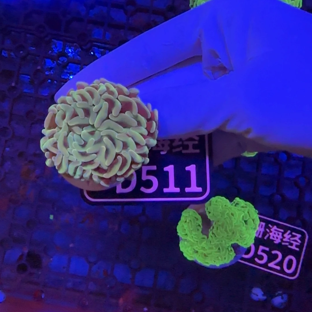 ***宝纽扣珊瑚又又不包邮沙巴分支猪腰D511