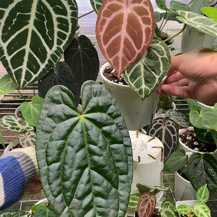 完全开放福利组合