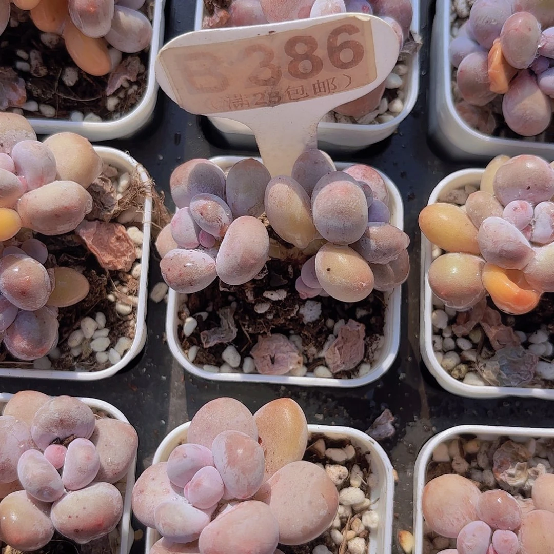 B386蛋黄奶一物一拍起