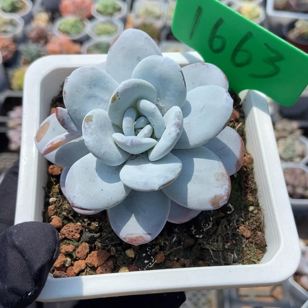 1663雪莲多肉植物保护