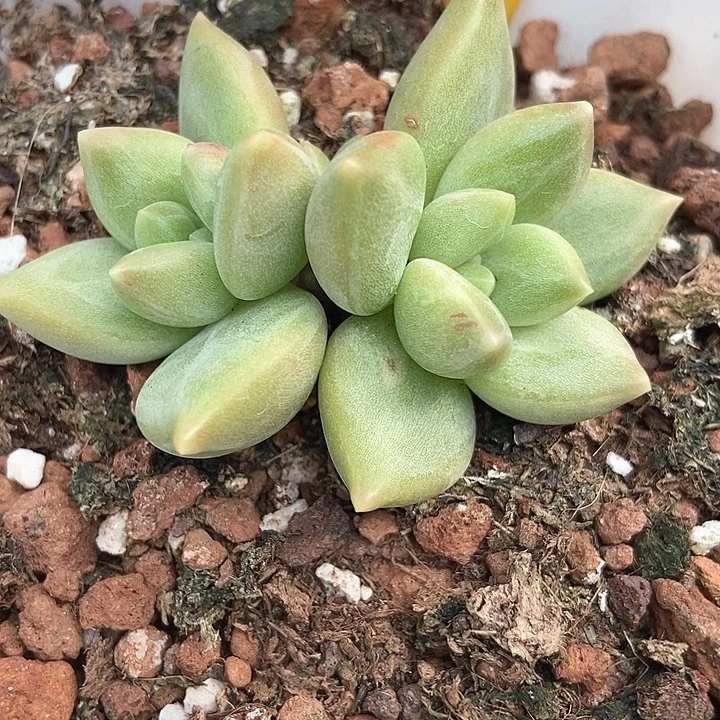 多肉植物迷雾泡泡858