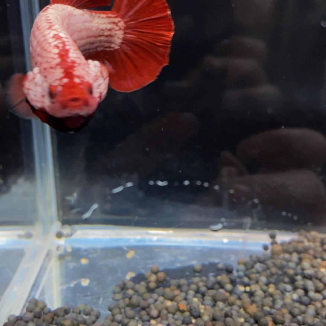 热带鱼公489巨斗