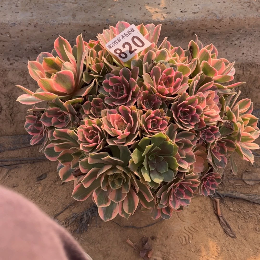 粉女妖820不包断枝