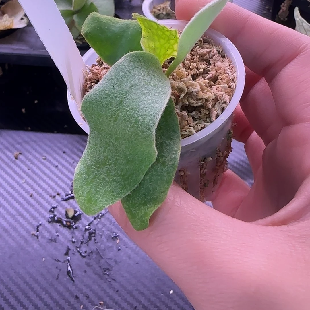 蓝月鹿角蕨孢子苗