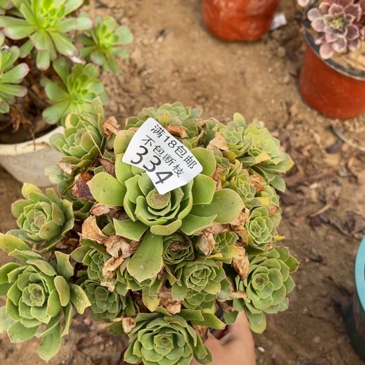 334绿玫瑰手捧1号棚