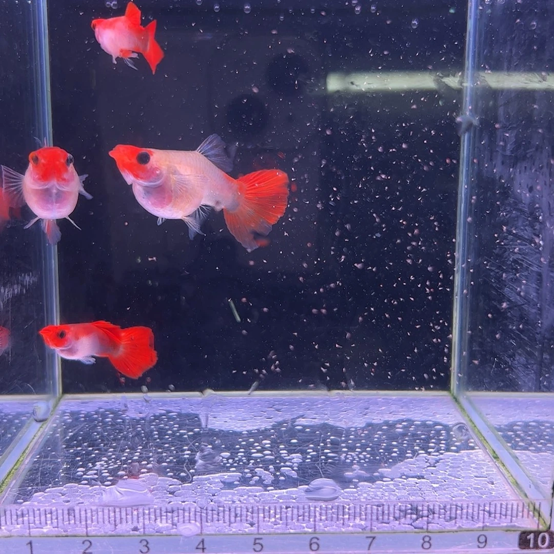 未***来孔雀鱼红头玻璃猫种鱼2对