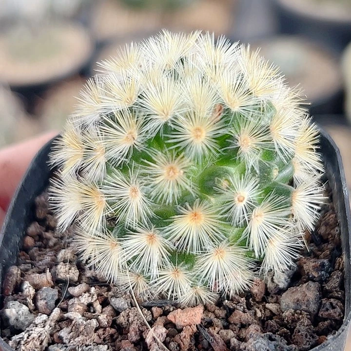 黄刺嘉纹丸实生仙人球