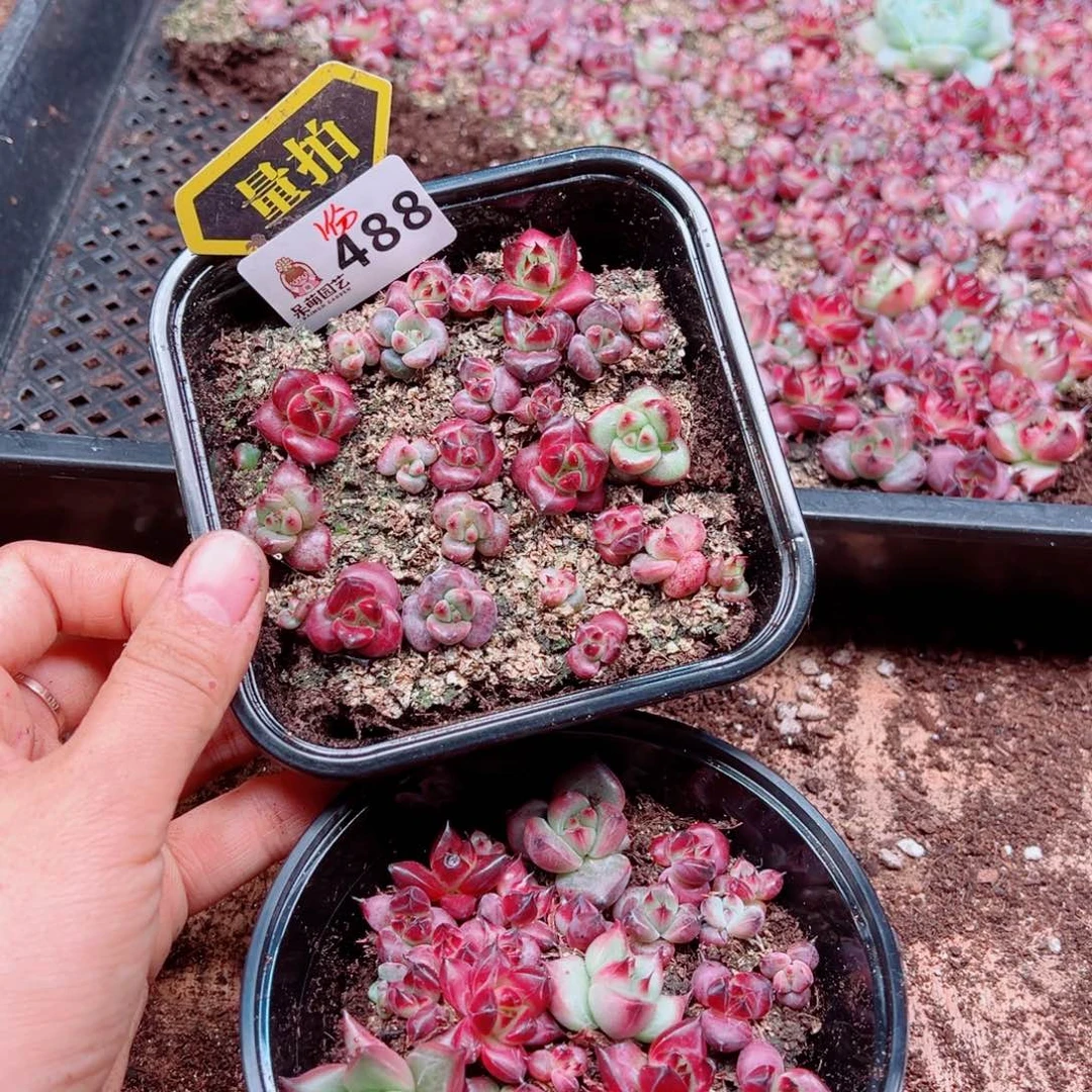 多肉植物多肉植物