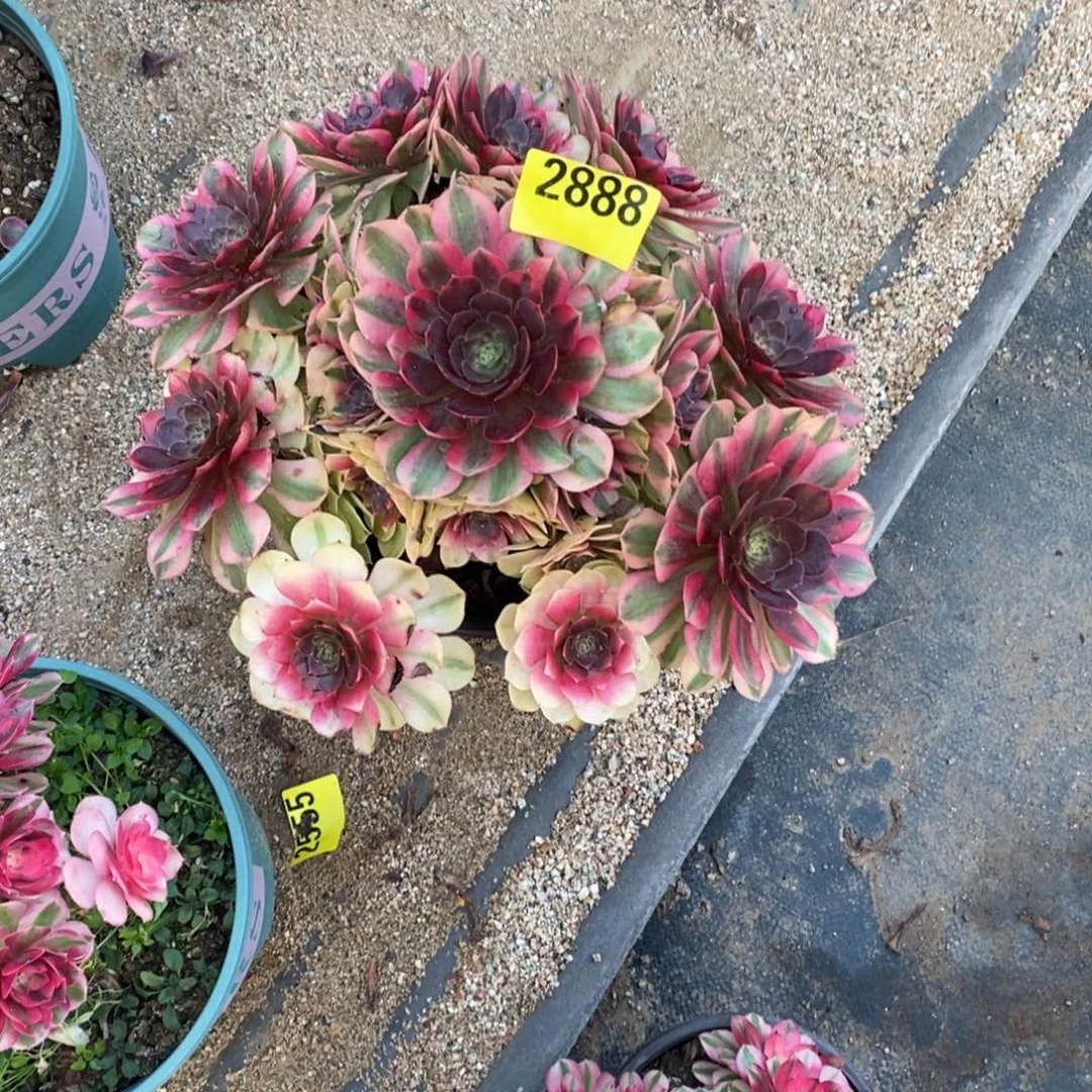 雨荷多肉法师2888