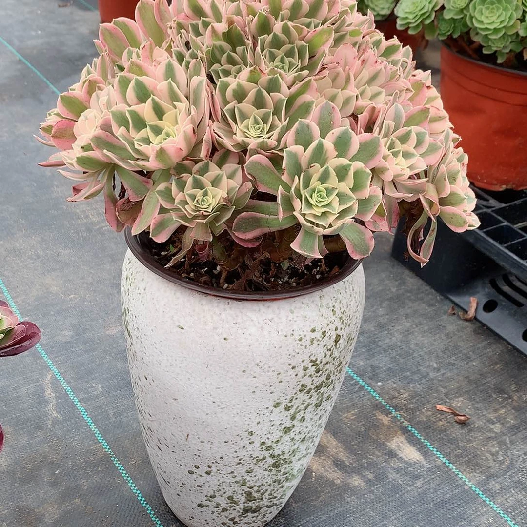 火***人完全开放法师图片多肉植物