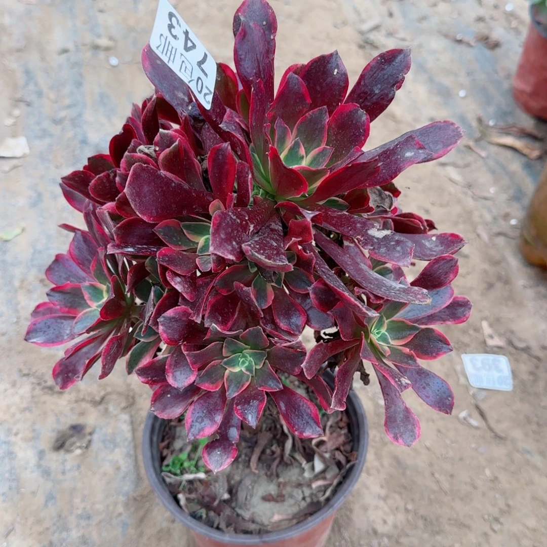 金丝743满20包邮断枝不包