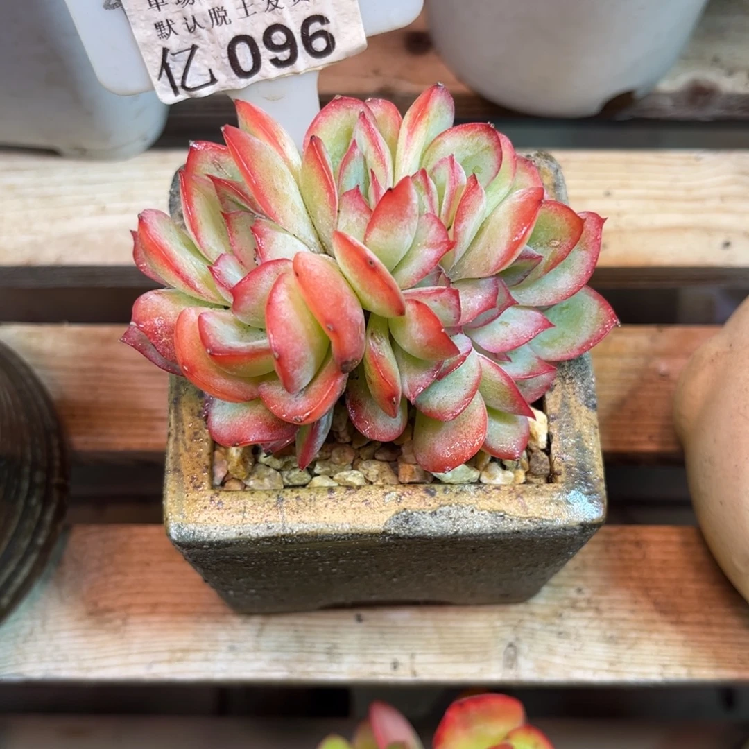 晨露朵朵缀多肉植物sunnvjinni