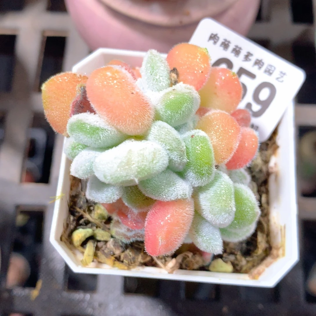 5CM拇指盆精控多肉ZR659