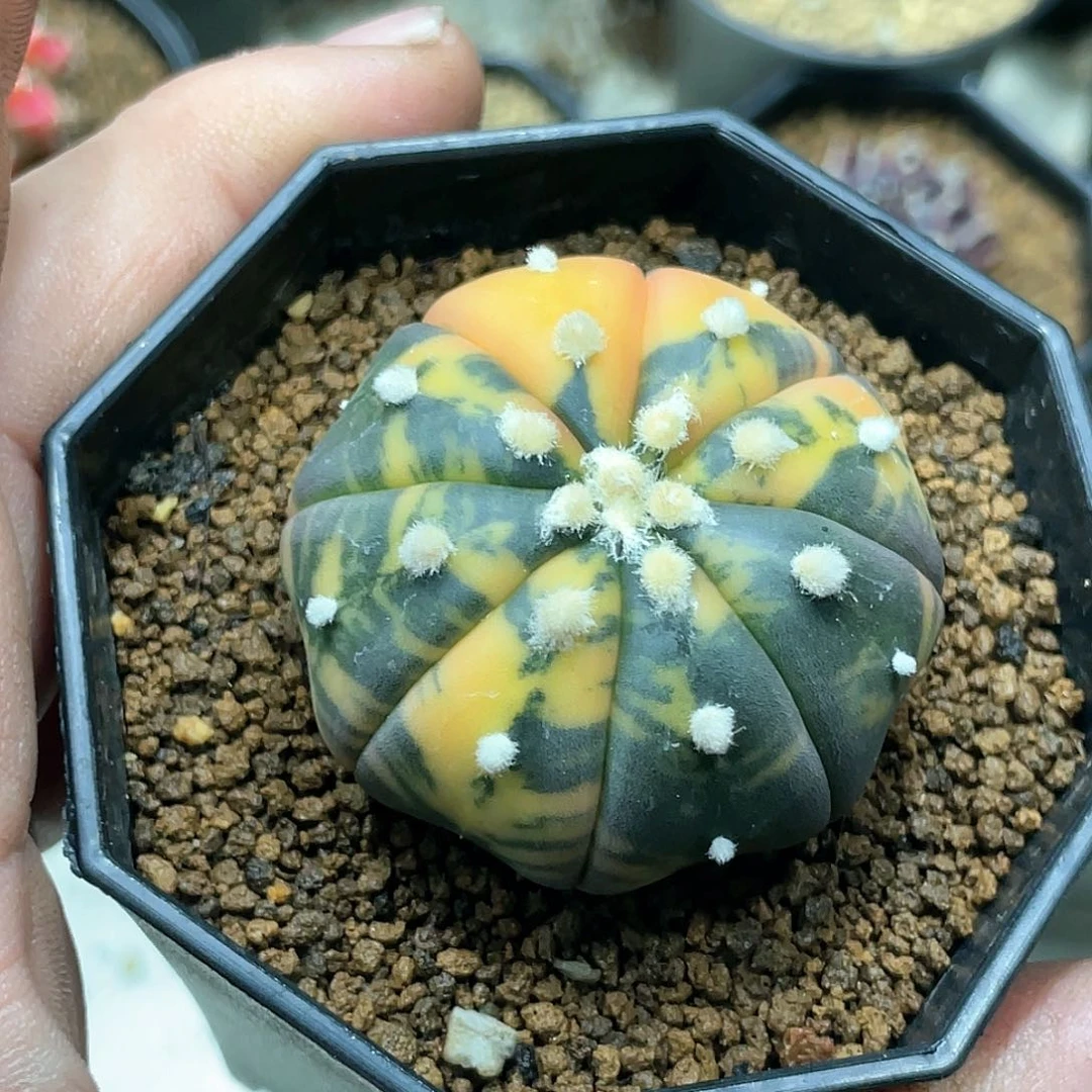 陈*实生根系，紫皮兜锦