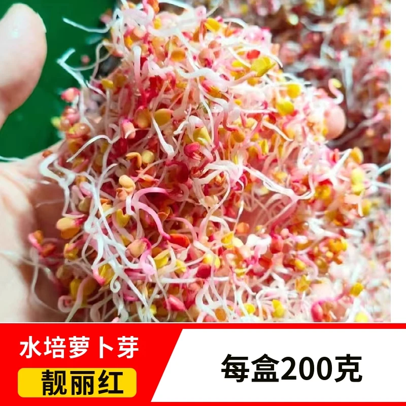 新鲜采摘水培蔬菜红萝卜芽紫萝卜芽三色萝卜芽可凉拌西餐摆盘健康