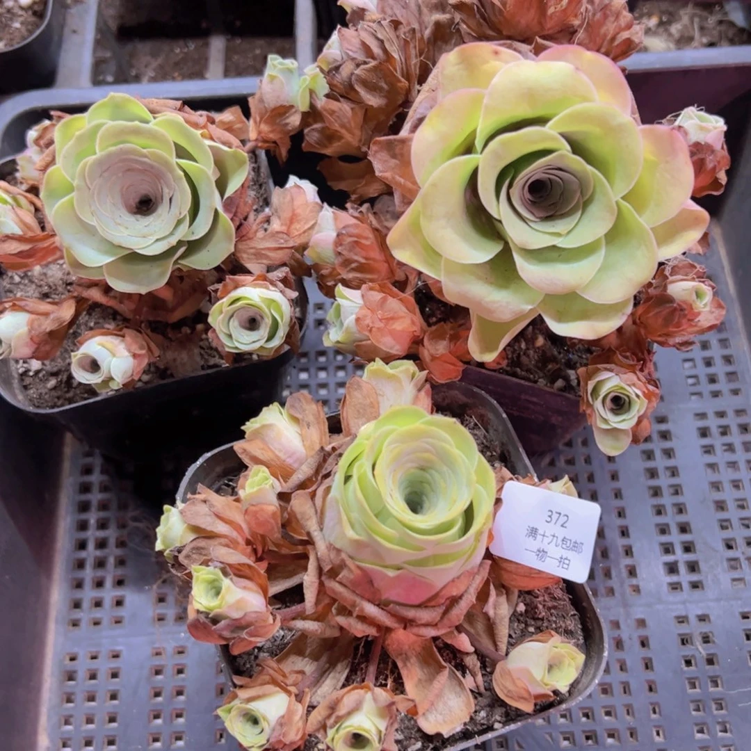 372 侧牙掉了不包损无售后