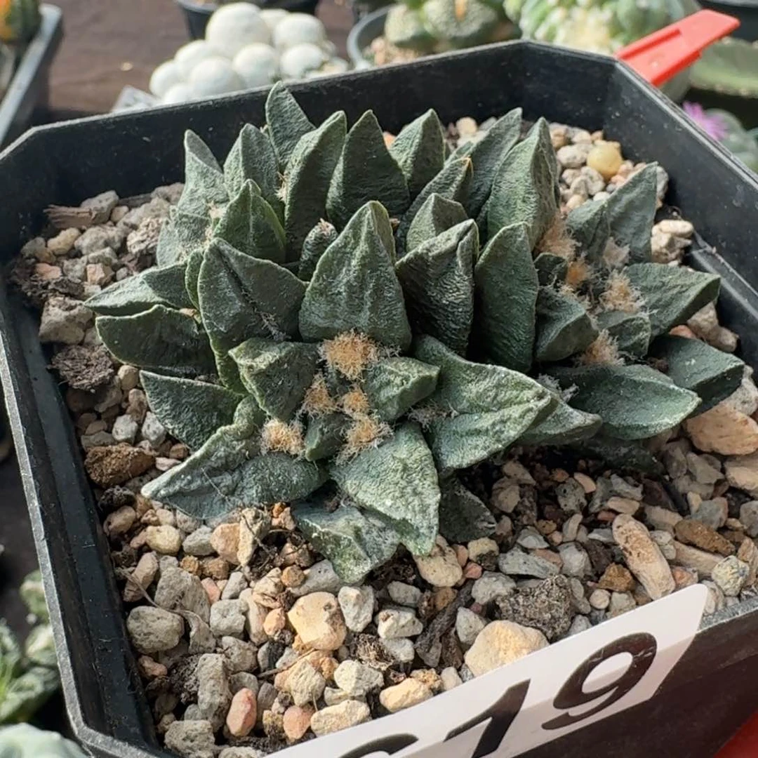 【闪购商品】自根四头村主龙角萝卜根619