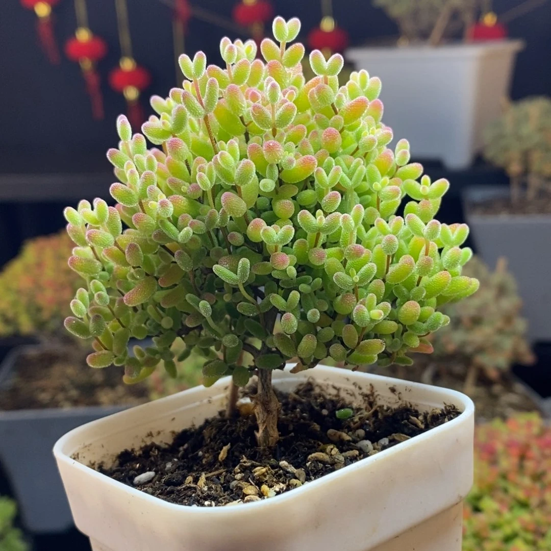 11号蜜橘糖球枝干多肉