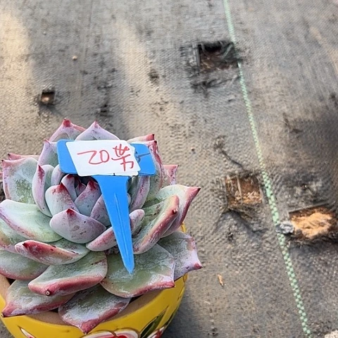 20祖母绿带热盆一个