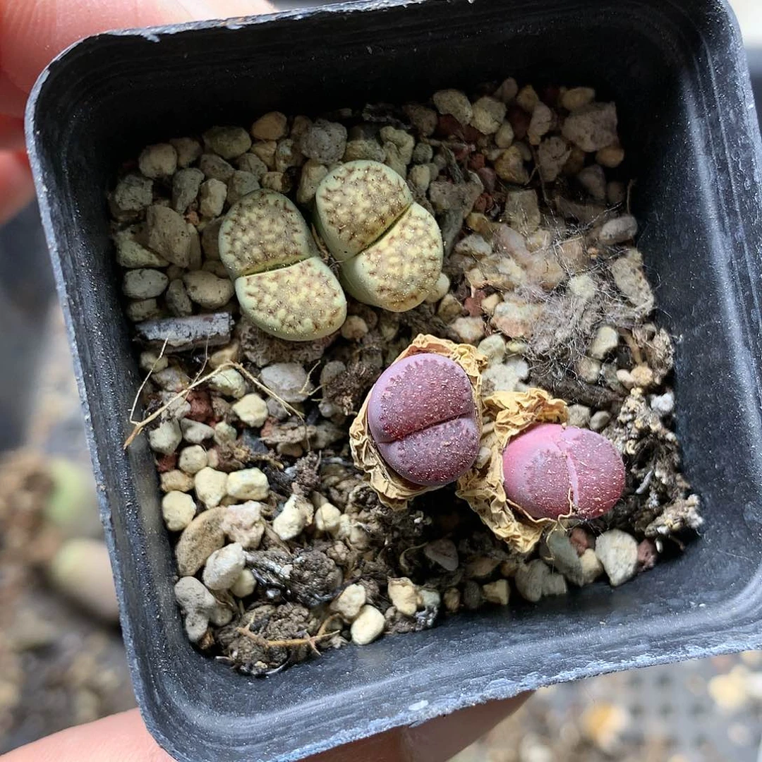 H356多肉植物保护研究所