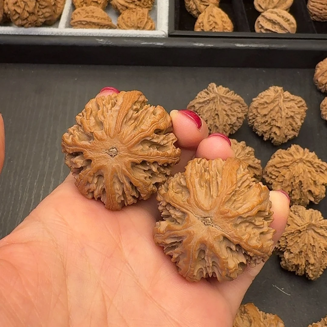 对***敏核桃突突突突突突