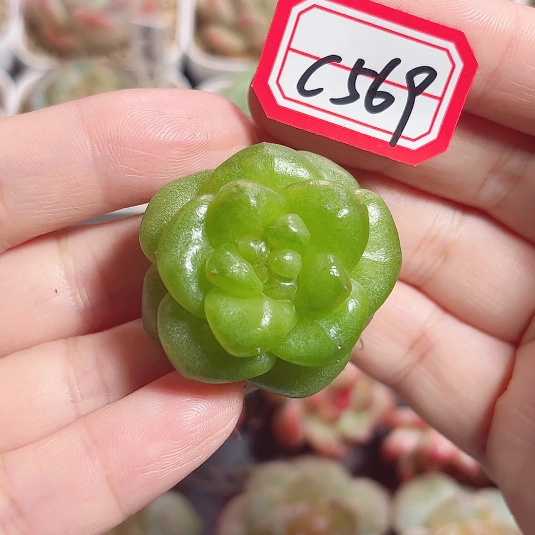 C569 一物一拍  琼梨