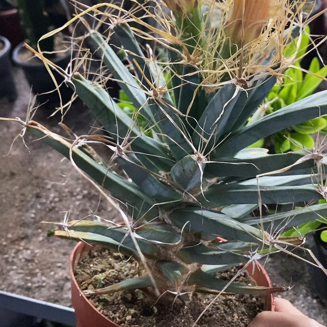 花花草草花花草草