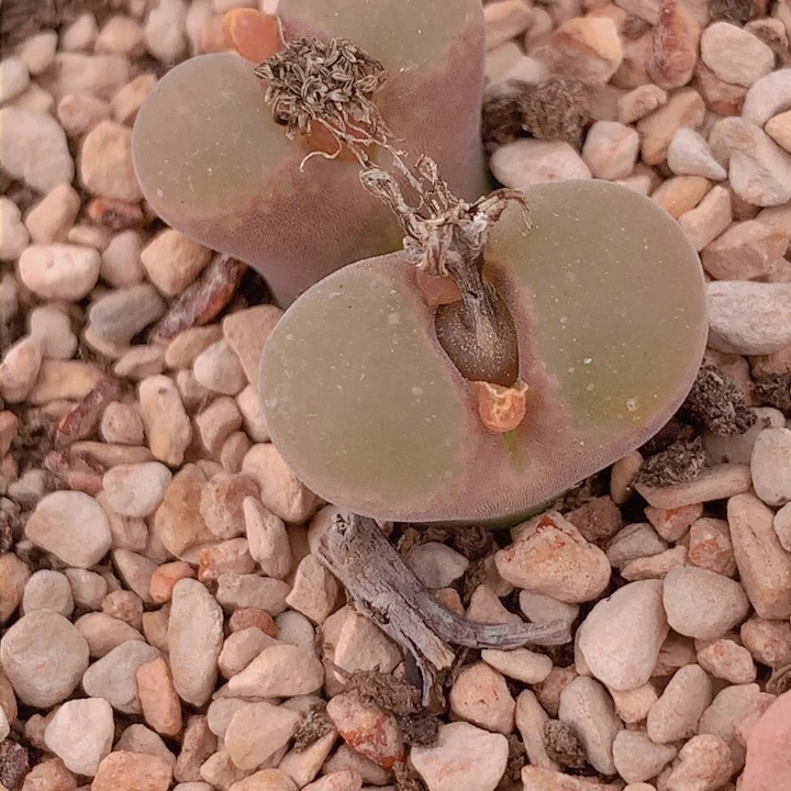 1115555555588555656655988655