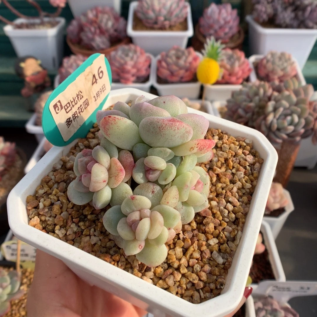 46五头冰玉石化决绝子多肉