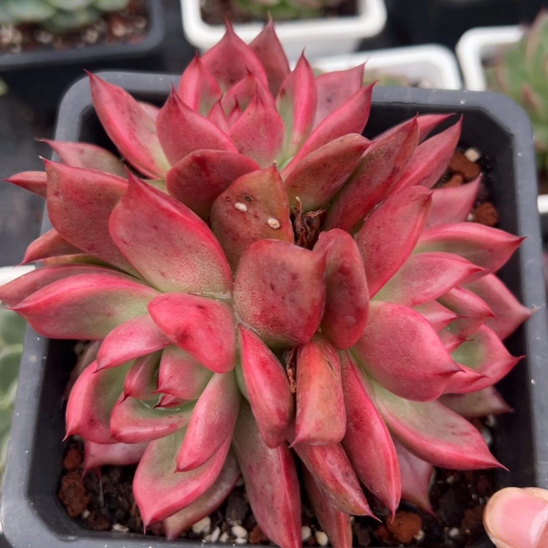 多肉植物一物一拍（2号）