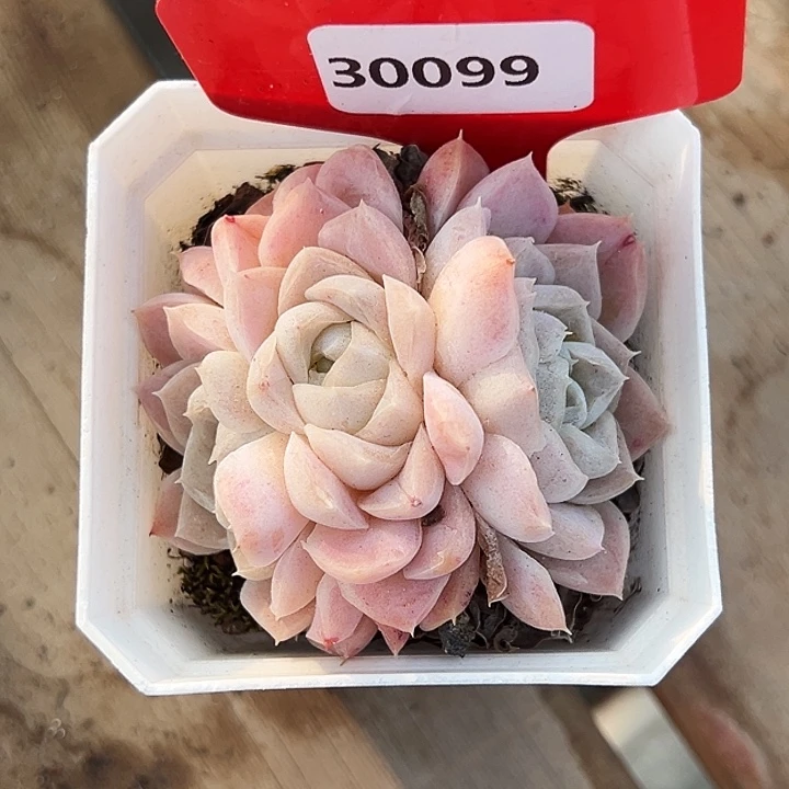 啊***ʔ糖心。    30099号。