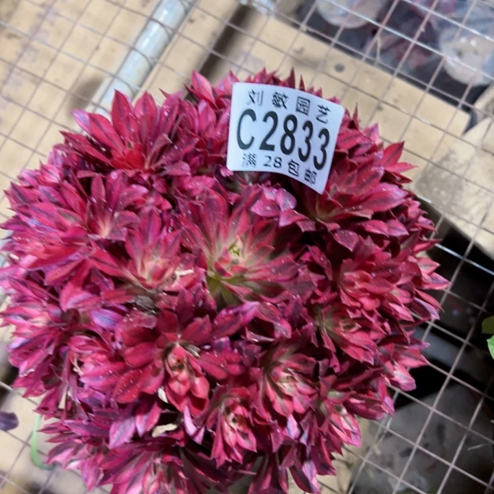 2833凤凰多肉植物法师法师